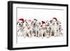 Dalamatian Dogs with Christmas Hats-null-Framed Photographic Print