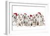 Dalamatian Dogs with Christmas Hats-null-Framed Photographic Print