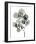 Dalbersia-Albert Koetsier-Framed Photographic Print