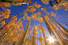 Winter Aspens-Dale O’Dell-Mounted Photographic Print