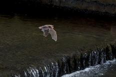 Adult Daubenton's Bat (Myotis Daubentoni) Flying over a Weir, England, UK, September-Dale Sutton-Stretched Canvas