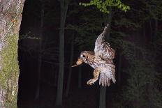 Tawny Owl (Strix Aluco) Flying with Dormouse Prey (Muscardinus Avellanairus) to Nest, Sussex-Dale Sutton-Photographic Print