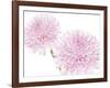 Dalhia in Bloom-George Fossey-Framed Art Print