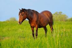 Horse in a Meadow-Dalibor Sevaljevic-Photographic Print