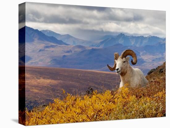 Dall Ram Resting On A Hillside, Mount Margaret, Denali National Park, Alaska, USA-Steve Kazlowski-Stretched Canvas