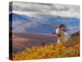 Dall Ram Resting On A Hillside, Mount Margaret, Denali National Park, Alaska, USA-Steve Kazlowski-Stretched Canvas