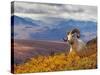 Dall Ram Resting On A Hillside, Mount Margaret, Denali National Park, Alaska, USA-Steve Kazlowski-Stretched Canvas