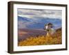 Dall Ram Resting On A Hillside, Mount Margaret, Denali National Park, Alaska, USA-Steve Kazlowski-Framed Premium Photographic Print