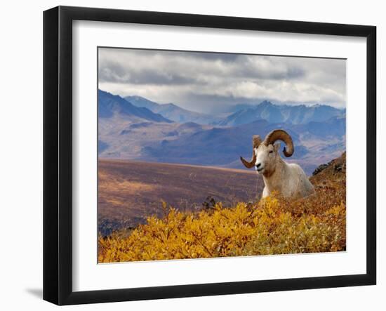 Dall Ram Resting On A Hillside, Mount Margaret, Denali National Park, Alaska, USA-Steve Kazlowski-Framed Premium Photographic Print