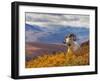 Dall Ram Resting On A Hillside, Mount Margaret, Denali National Park, Alaska, USA-Steve Kazlowski-Framed Premium Photographic Print