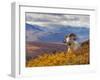 Dall Ram Resting On A Hillside, Mount Margaret, Denali National Park, Alaska, USA-Steve Kazlowski-Framed Premium Photographic Print