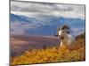 Dall Ram Resting On A Hillside, Mount Margaret, Denali National Park, Alaska, USA-Steve Kazlowski-Mounted Premium Photographic Print