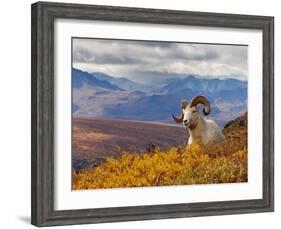 Dall Ram Resting On A Hillside, Mount Margaret, Denali National Park, Alaska, USA-Steve Kazlowski-Framed Photographic Print