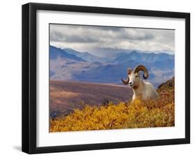 Dall Ram Resting On A Hillside, Mount Margaret, Denali National Park, Alaska, USA-Steve Kazlowski-Framed Photographic Print