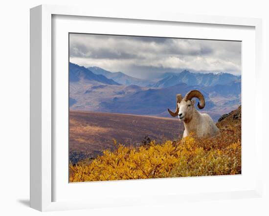 Dall Ram Resting On A Hillside, Mount Margaret, Denali National Park, Alaska, USA-Steve Kazlowski-Framed Photographic Print