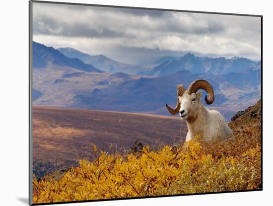 Dall Ram Resting On A Hillside, Mount Margaret, Denali National Park, Alaska, USA-Steve Kazlowski-Mounted Photographic Print