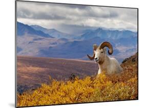 Dall Ram Resting On A Hillside, Mount Margaret, Denali National Park, Alaska, USA-Steve Kazlowski-Mounted Photographic Print