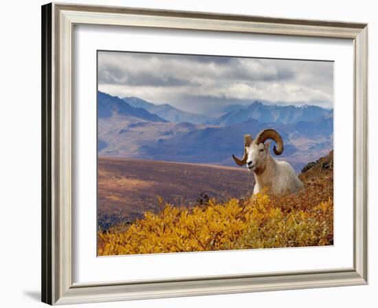 Dall Ram Resting On A Hillside, Mount Margaret, Denali National Park, Alaska, USA-Steve Kazlowski-Framed Photographic Print