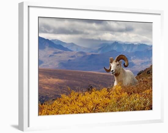 Dall Ram Resting On A Hillside, Mount Margaret, Denali National Park, Alaska, USA-Steve Kazlowski-Framed Photographic Print