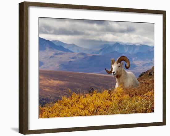 Dall Ram Resting On A Hillside, Mount Margaret, Denali National Park, Alaska, USA-Steve Kazlowski-Framed Photographic Print