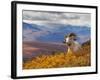 Dall Ram Resting On A Hillside, Mount Margaret, Denali National Park, Alaska, USA-Steve Kazlowski-Framed Photographic Print