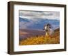 Dall Ram Resting On A Hillside, Mount Margaret, Denali National Park, Alaska, USA-Steve Kazlowski-Framed Photographic Print