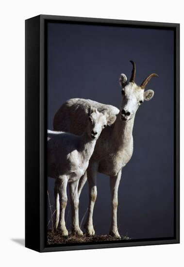 Dall's Lamb and Ewe-Paul Souders-Framed Stretched Canvas