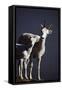 Dall's Lamb and Ewe-Paul Souders-Framed Stretched Canvas