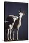 Dall's Lamb and Ewe-Paul Souders-Stretched Canvas