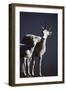 Dall's Lamb and Ewe-Paul Souders-Framed Premium Photographic Print