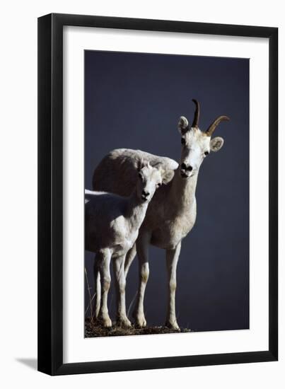 Dall's Lamb and Ewe-Paul Souders-Framed Premium Photographic Print