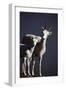 Dall's Lamb and Ewe-Paul Souders-Framed Premium Photographic Print