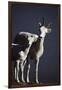 Dall's Lamb and Ewe-Paul Souders-Framed Photographic Print