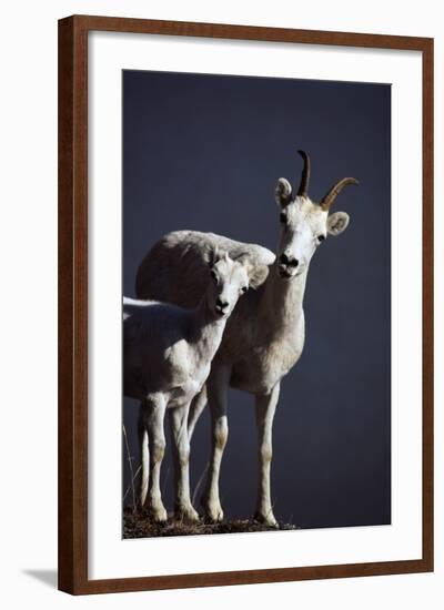 Dall's Lamb and Ewe-Paul Souders-Framed Photographic Print