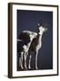 Dall's Lamb and Ewe-Paul Souders-Framed Photographic Print