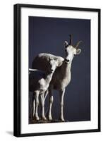 Dall's Lamb and Ewe-Paul Souders-Framed Photographic Print