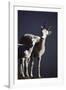 Dall's Lamb and Ewe-Paul Souders-Framed Photographic Print