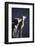 Dall's Lamb and Ewe-Paul Souders-Framed Photographic Print