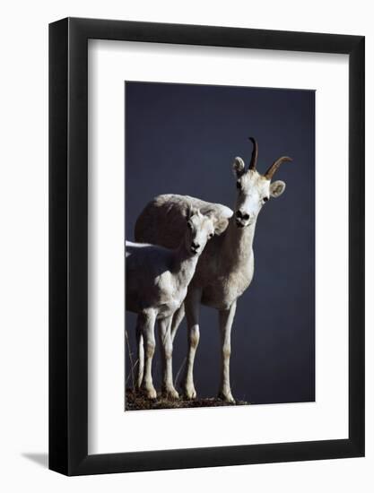 Dall's Lamb and Ewe-Paul Souders-Framed Photographic Print