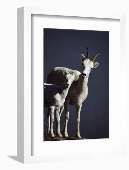 Dall's Lamb and Ewe-Paul Souders-Framed Photographic Print