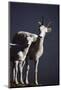 Dall's Lamb and Ewe-Paul Souders-Mounted Photographic Print
