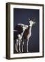 Dall's Lamb and Ewe-Paul Souders-Framed Photographic Print