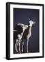 Dall's Lamb and Ewe-Paul Souders-Framed Photographic Print