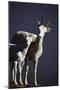 Dall's Lamb and Ewe-Paul Souders-Mounted Photographic Print