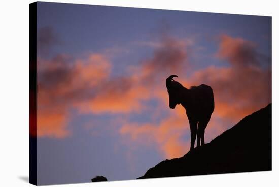 Dall's Sheep at Polychrome Pass-Paul Souders-Stretched Canvas