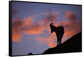 Dall's Sheep at Polychrome Pass-Paul Souders-Framed Stretched Canvas