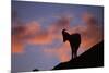 Dall's Sheep at Polychrome Pass-Paul Souders-Mounted Photographic Print