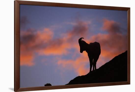 Dall's Sheep at Polychrome Pass-Paul Souders-Framed Photographic Print
