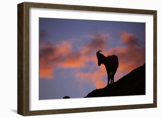 Dall's Sheep at Polychrome Pass-Paul Souders-Framed Photographic Print