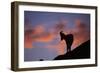 Dall's Sheep at Polychrome Pass-Paul Souders-Framed Photographic Print